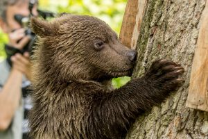 Bear Sanctuary, Zarnesti, Romania (3)